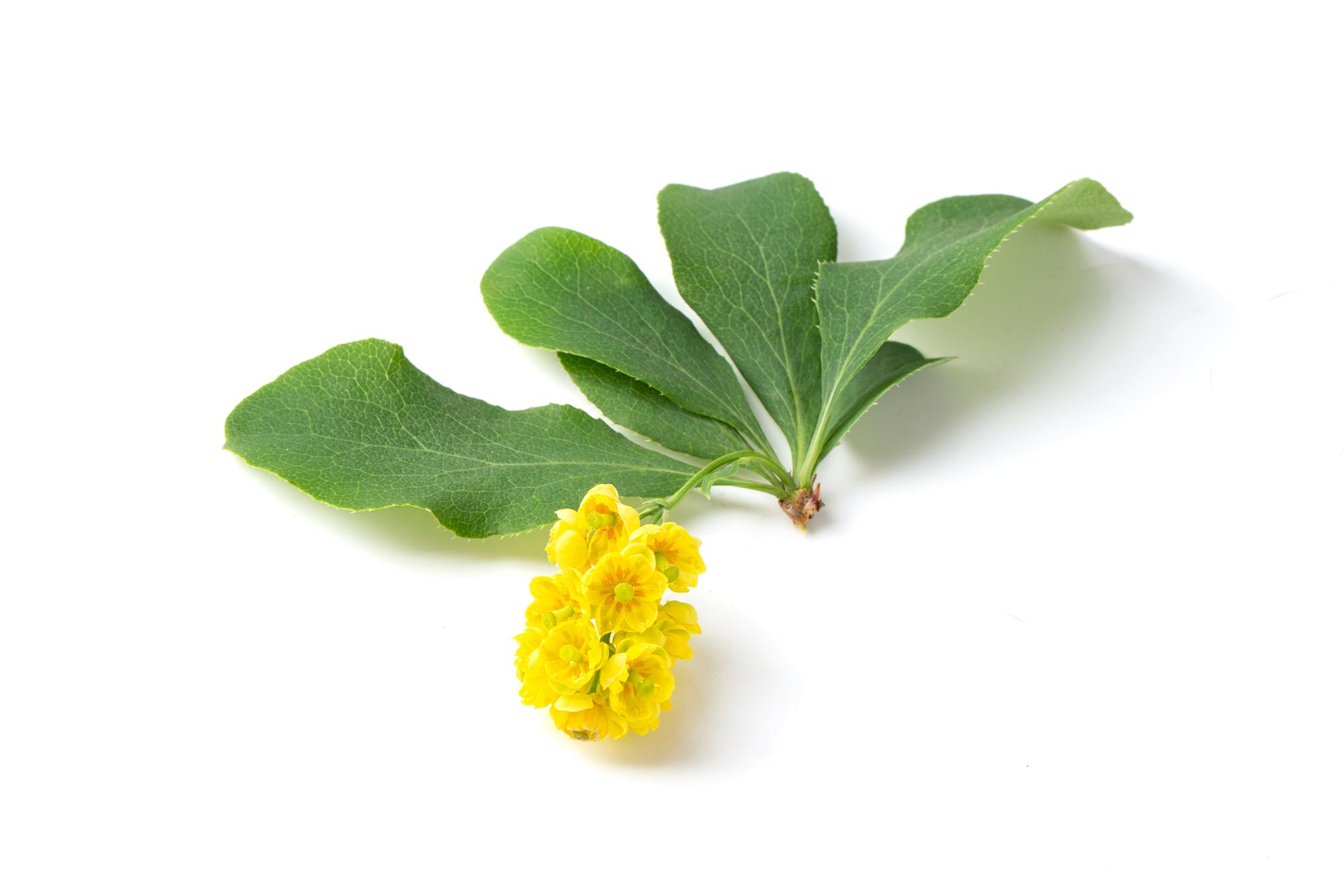 Colorless Henna Leaf Powder